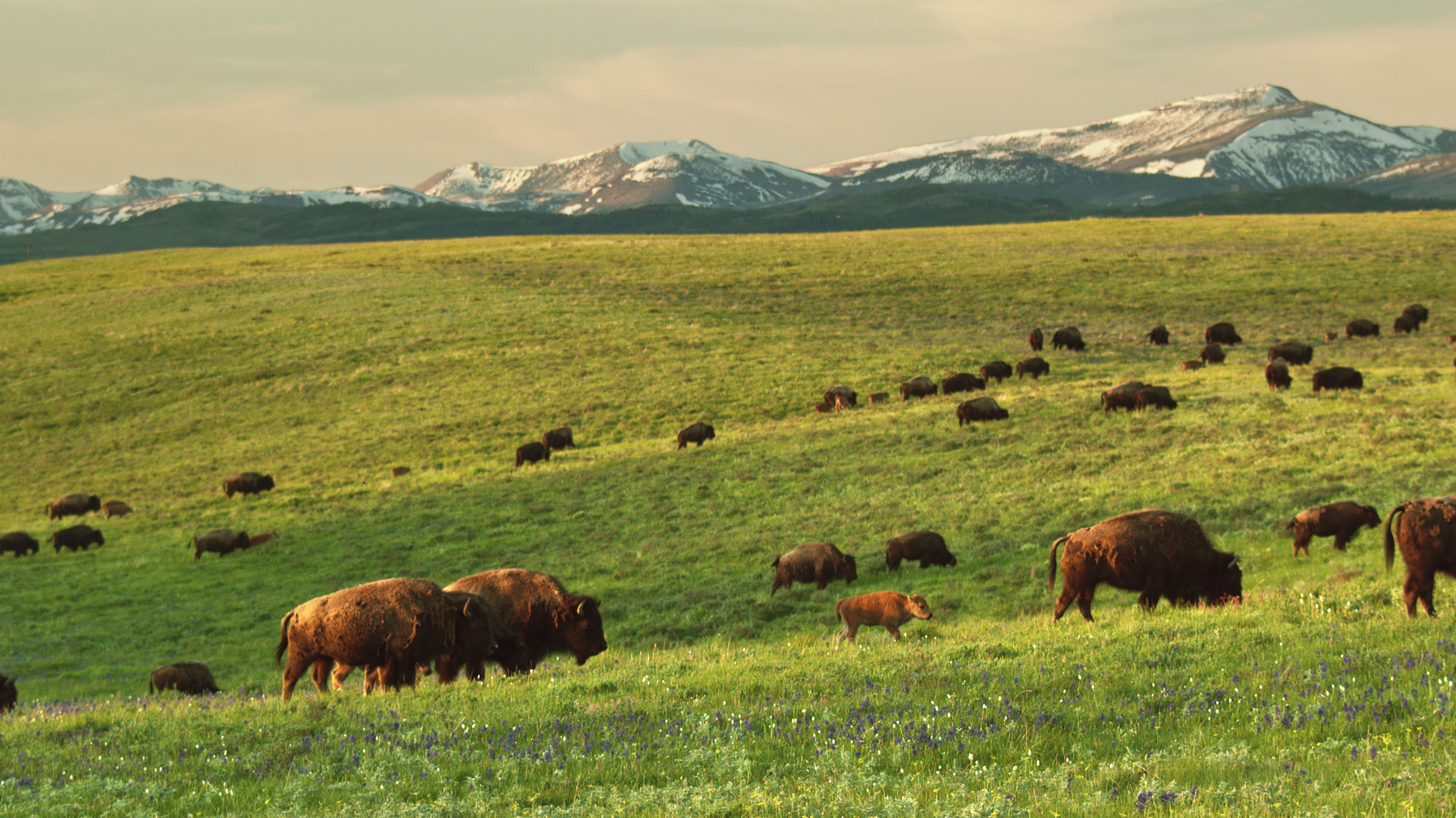 Bison grazing with mountains in background.